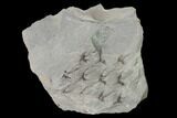 Pennsylvanian Scale Tree (Lepidodendron) Fossil Plate - Kentucky #143722-1